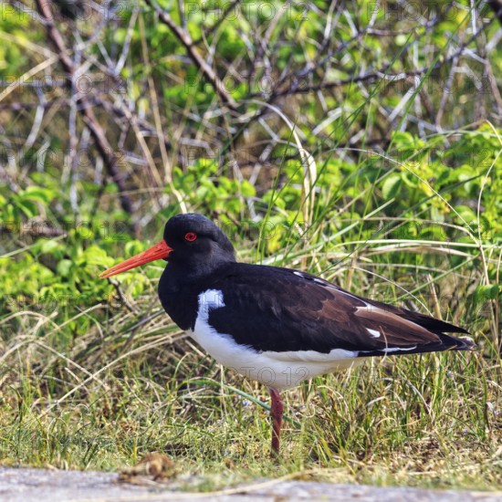 Oystercatcher (Haematopus ostralegus), standing on one leg, Dune Island, Heligoland, Schleswig-Holstein, Germany