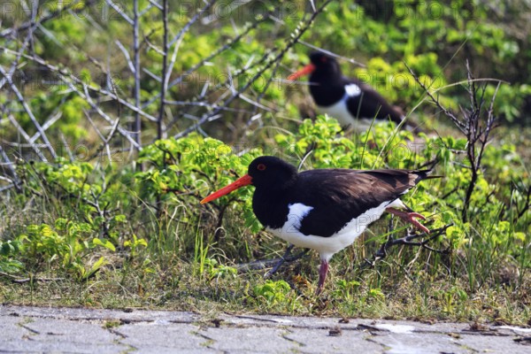 Oystercatcher (Haematopus ostralegus), mating, Dune Island, Heligoland, Schleswig-Holstein, Germany