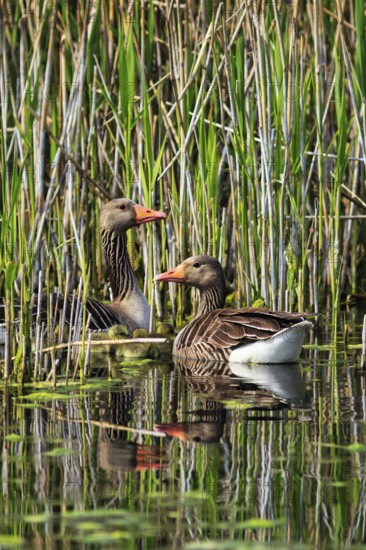 Two greylag geese (Anser anser), swimming on a pond, reed grass, Insel Düne, Heligoland, Schleswig-Holstein, Germany
