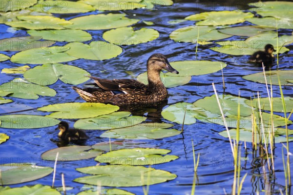 Mallard duck with chicks, swimming on a pond, lily pads, Dune Island, Heligoland, Schleswig-Holstein, Germany