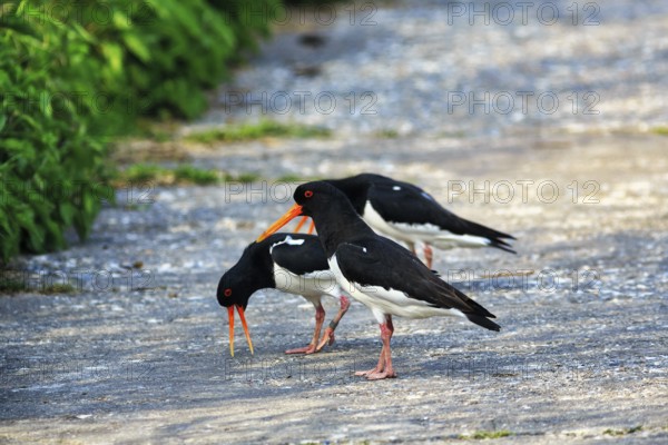 Three oystercatchers (Haematopus ostralegus), calling, mating behaviour, Insel Düne, Heligoland, Schleswig-Holstein, Germany