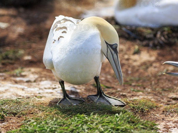Gannet (Morus bassanus) on bird cliffs, fight, dispute, Heligoland Island, Schleswig-Holstein, Germany