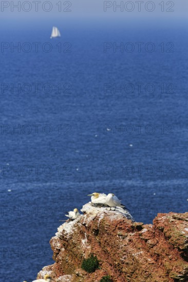 Gannet (Morus bassanus) on bird cliffs, steep coast, sailing boat on the horizon, offshore island of Heligoland, Schleswig-Holstein, Germany