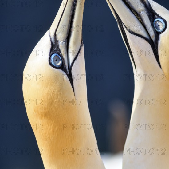Northern gannet (Morus bassanus) on bird cliffs, pair mating, close-up, Heligoland Island, Schleswig-Holstein, Germany