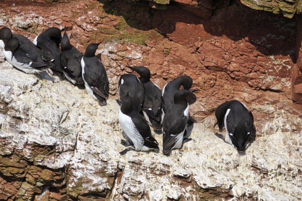 Guillemots (uria aalge) on bird cliffs, steep coast, Heligoland Island, Schleswig-Holstein, Germany