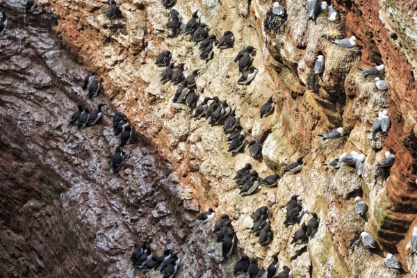 Gulls and guillemots (uria aalge) on bird cliffs, steep coast, Heligoland Island, Schleswig-Holstein, Germany