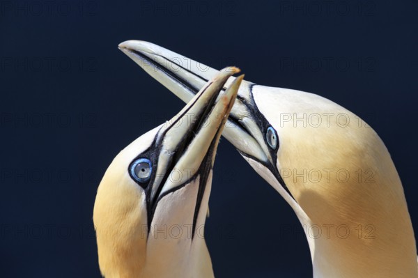Northern gannet (Morus bassanus) on bird cliffs, pair mating, close-up against blue background, Helgoland Island, Schleswig-Holstein, Germany