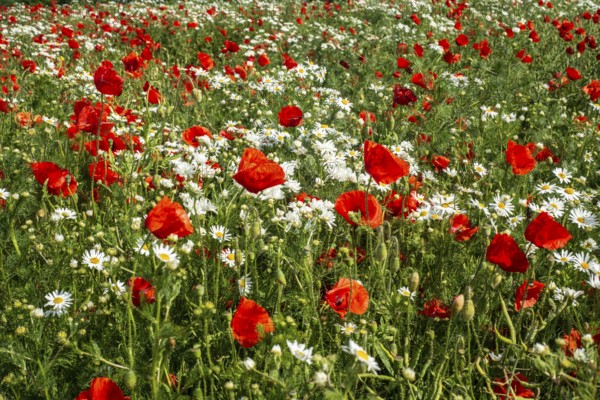 Meadow with Mayweed (Matricaria inodora) and Poppy (Papaver rhoeas) in Ystad, Skåne county, Sweden, Scandinavia
