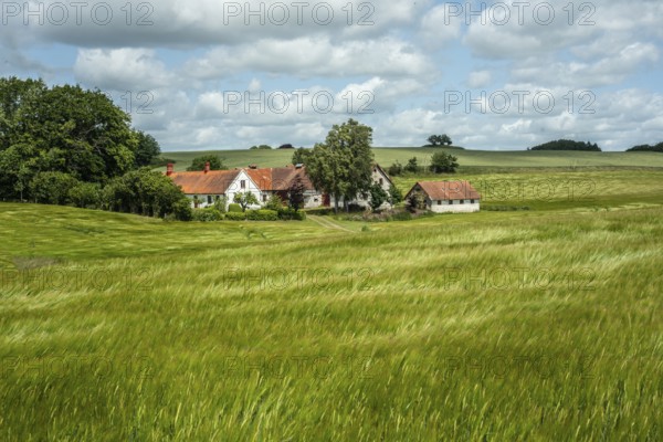 Farm among fields of ripening barley swaying in the wind in Sjörup, Ystad Municipality, Skåne County, Sweden, Scandinavia