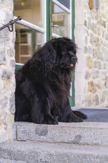 A large black dog sits in front of a door on a stone staircase, Pragser Wildsee, South Tyrol, Dolomites, Italy