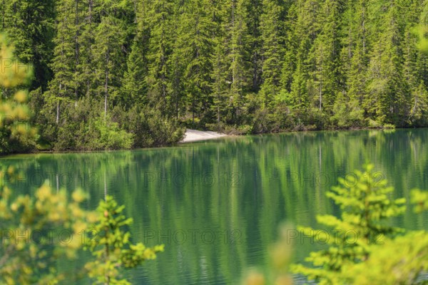 Green forest with a lake, reflection of the trees in the calm water, Pragser Wildsee, South Tyrol, Dolomites, Italy