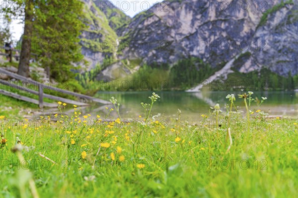 Flower meadow in the foreground with a lake and mountains in the background, Pragser Wildsee, South Tyrol, Dolomites, Italy