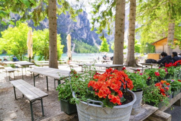 A cosy garden area with tables, chairs and bright red flowers under tall trees, Lake Braies, South Tyrol, Dolomites, Italy