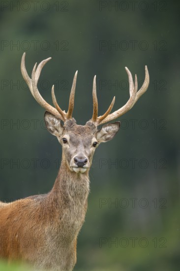 Red deer (Cervus elaphus) stag, portrait, tirol, Kitzbühel, Wildpark Aurach, Austria