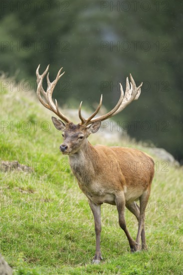 Red deer (Cervus elaphus) stag on a meadow in tirol, Kitzbühel, Wildpark Aurach, Austria