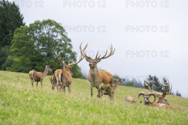 Red deer (Cervus elaphus) stag on a meadow in tirol, Kitzbühel, Wildpark Aurach, Austria