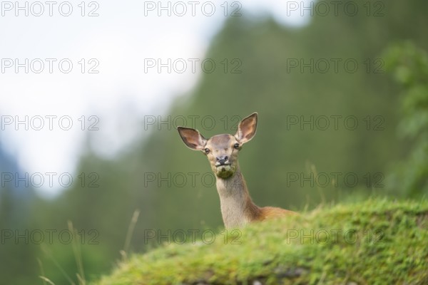 Red deer (Cervus elaphus) fawn on a meadow in tirol, Austria
