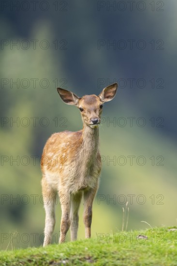 Red deer (Cervus elaphus) fawn on a meadow in tirol, Austria
