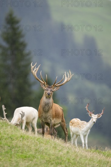 Red deer (Cervus elaphus) stag an d european fallow deer (Dama dama) stags, portrait, tirol, Kitzbühel, Wildpark Aurach, Austria
