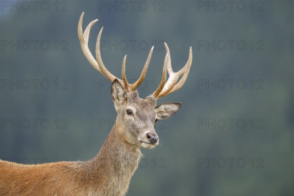 Red deer (Cervus elaphus) stag, portrait, tirol, Kitzbühel, Wildpark Aurach, Austria