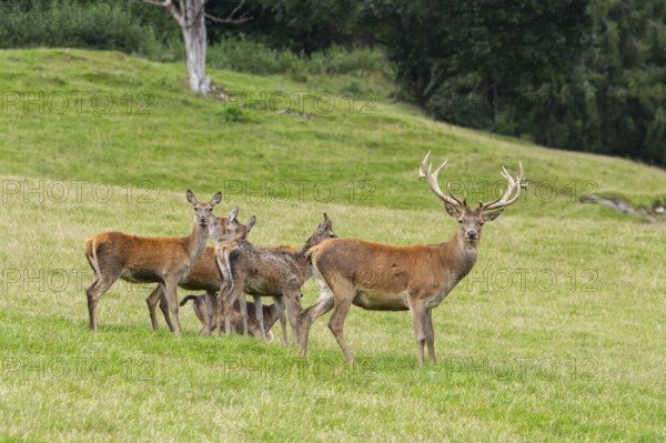 Red deer (Cervus elaphus) stag and hinds on a meadow in tirol, Kitzbühel, Wildpark Aurach, Austria