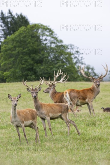 Red deer (Cervus elaphus) stag and hinds on a meadow in tirol, Kitzbühel, Wildpark Aurach, Austria