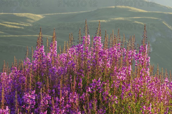 Fireweed (Chamaenerion angustifolium) blooming at sunrise in the Mountains at Hochalpenstraße, view from Fuscher Lacke, Pinzgau, Salzburg, Austria