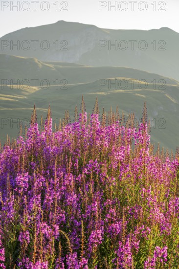 Fireweed (Chamaenerion angustifolium) blooming at sunrise in the Mountains at Hochalpenstraße, view from Fuscher Lacke, Pinzgau, Salzburg, Austria