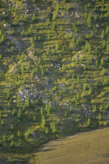 Close-up of trees growing next to Pasterze Hochalpengletscher, Hochalpenstraße, Pinzgau, Salzburg, Austria