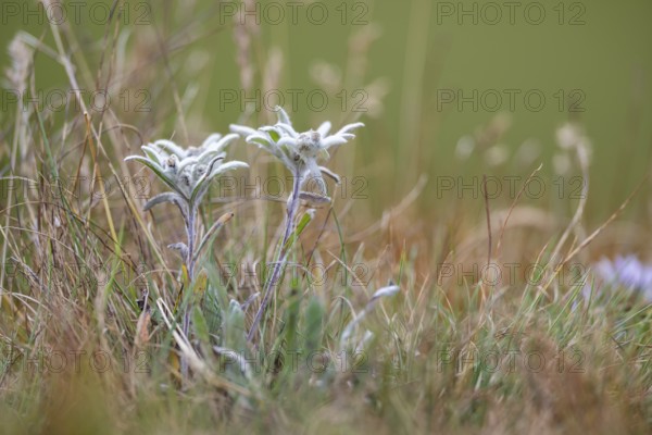 Edelweiss (Leontopodium nivale) growing in the mountains at Hochalpenstraße, Pinzgau, Salzburg, Austria