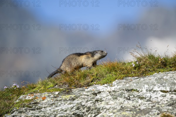 Alpine marmot (Marmota marmota) youngster in autumn, Grossglockner, High Tauern National Park, Austria