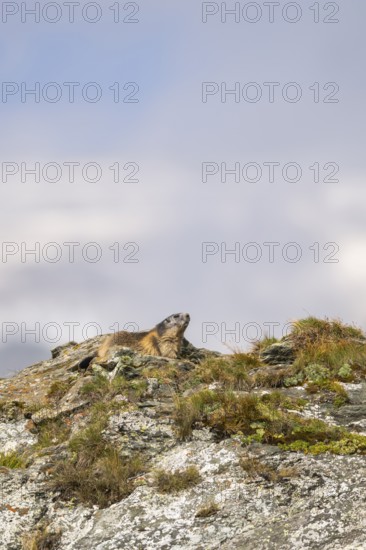 Alpine marmot (Marmota marmota) in autumn, Grossglockner, High Tauern National Park, Austria