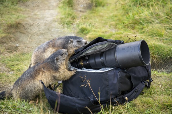 Alpine marmot (Marmota marmota) in autumn, curiously looking into a camera backpack, a nature photographer's telephoto lens lying loosely on it, Grossglockner, High Tauern National Park, Austria