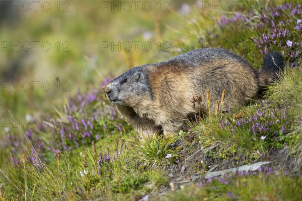 Alpine marmot (Marmota marmota) in autumn, Grossglockner, High Tauern National Park, Austria