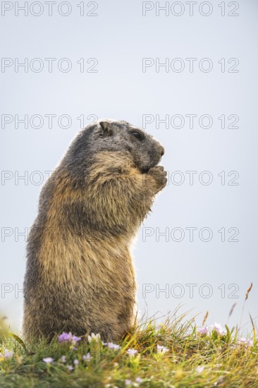 Alpine marmot (Marmota marmota) in autumn, Grossglockner, High Tauern National Park, Austria