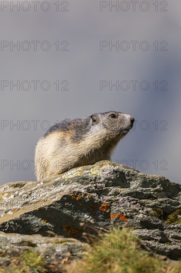 Alpine marmot (Marmota marmota) youngster in autumn, Grossglockner, High Tauern National Park, Austria