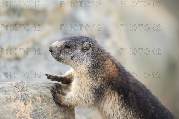 Alpine marmot (Marmota marmota) youngster in autumn, Grossglockner, High Tauern National Park, Austria