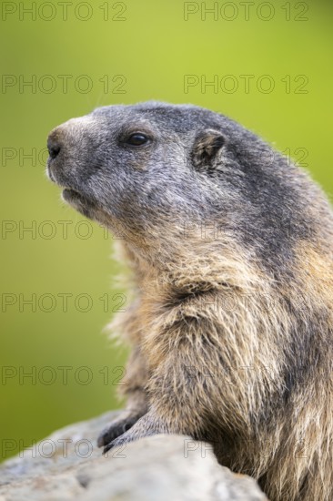 Alpine marmot (Marmota marmota) in autumn, Grossglockner, High Tauern National Park, Austria