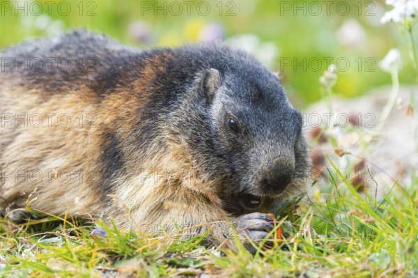 Alpine marmot (Marmota marmota) in autumn, Grossglockner, High Tauern National Park, Austria