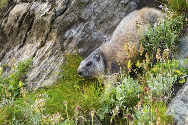 Alpine marmot (Marmota marmota) in autumn, Grossglockner, High Tauern National Park, Austria