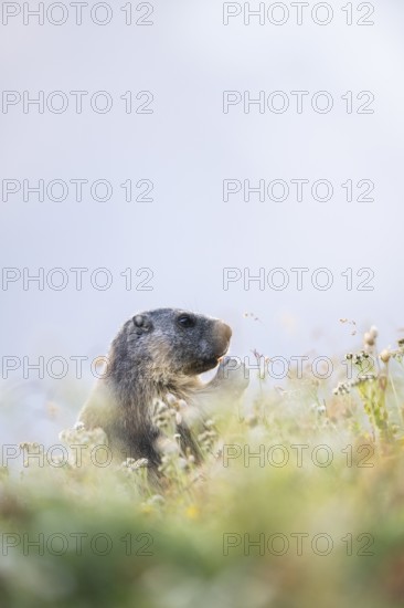 Alpine marmot (Marmota marmota) in autumn, Grossglockner, High Tauern National Park, Austria