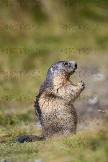 Alpine marmot (Marmota marmota) in autumn, Grossglockner, High Tauern National Park, Austria