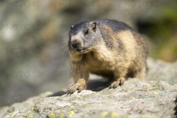 Alpine marmot (Marmota marmota) youngster in autumn, Grossglockner, High Tauern National Park, Austria