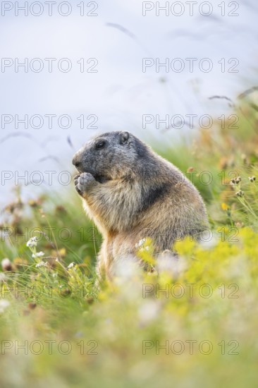Alpine marmot (Marmota marmota) in autumn, Grossglockner, High Tauern National Park, Austria