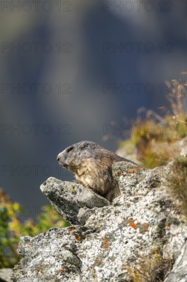 Alpine marmot (Marmota marmota) in autumn, Grossglockner, High Tauern National Park, Austria
