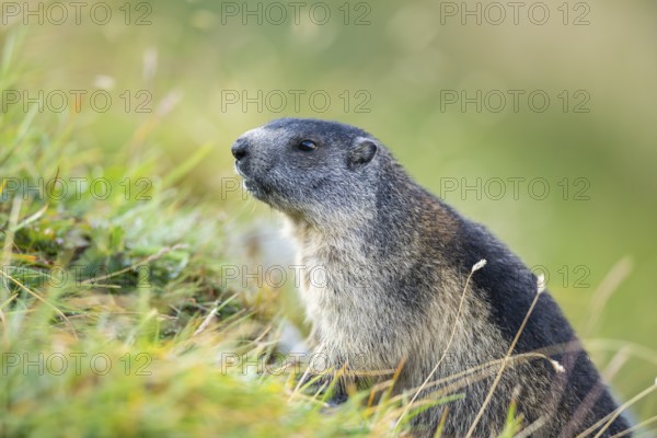 Alpine marmot (Marmota marmota) youngster in autumn, Grossglockner, High Tauern National Park, Austria