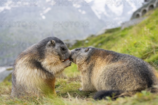 Alpine marmot (Marmota marmota) in autumn, kissing, Grossglockner, High Tauern National Park, Austria