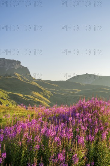 Fireweed (Chamaenerion angustifolium) blooming at sunrise in the Mountains at Hochalpenstraße, view from Fuscher Lacke, Pinzgau, Salzburg, Austria