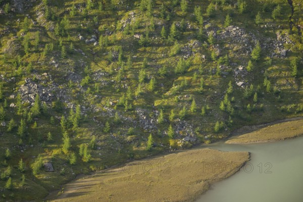 Close-up of trees growing next to Pasterze Hochalpengletscher, Hochalpenstraße, Pinzgau, Salzburg, Austria
