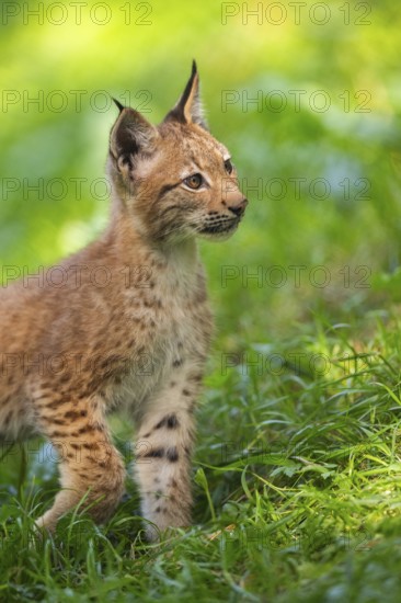 Eurasian lynx (Lynx lynx) youngster on a meadow, Bavaria, Germany